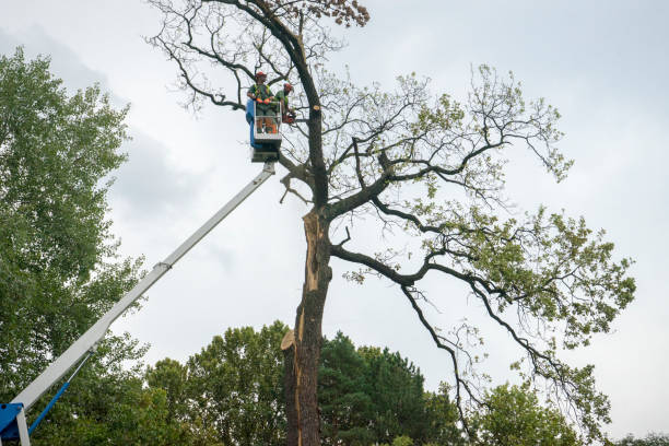 Leaf Removal in Eaton Rapids, MI