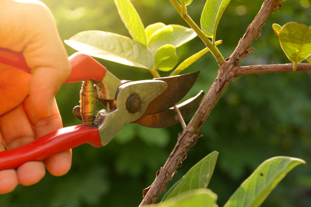 Best Commercial Tree Removal  in Eaton Rapids, MI